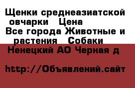 Щенки среднеазиатской овчарки › Цена ­ 20 000 - Все города Животные и растения » Собаки   . Ненецкий АО,Черная д.